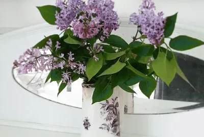 Lilacs