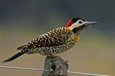 carpintero real jigsaw puzzle