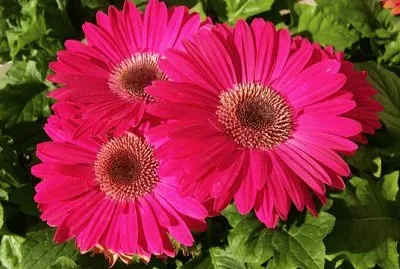 gerbera