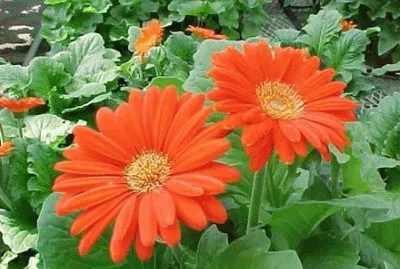 gerbera