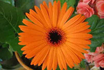 gerbera