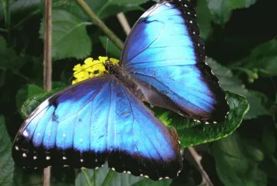 mariposa azul