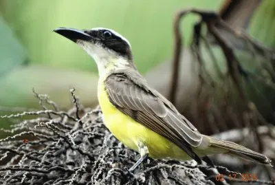 passarinho 01 jigsaw puzzle