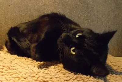 Shadow