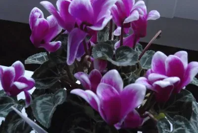 cyclamen