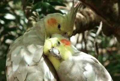 Cacatues jigsaw puzzle