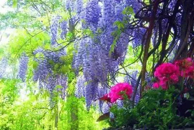 flor