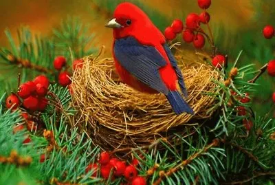 pÃ¡ssaro jigsaw puzzle