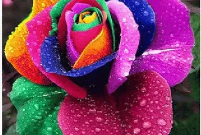 Rainbow Rose