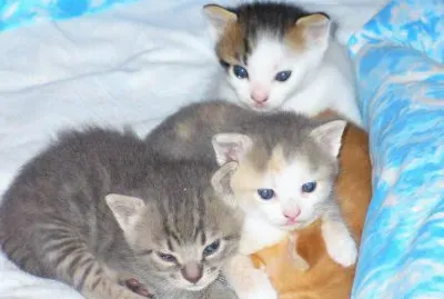 Four little brothers