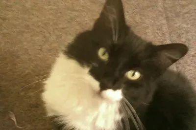 Lennox 2 jigsaw puzzle