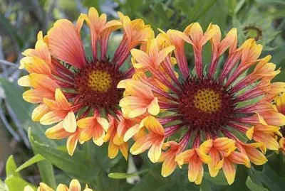 gaillardes