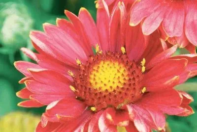 gaillardes