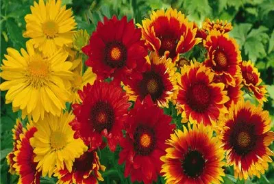 gaillardes