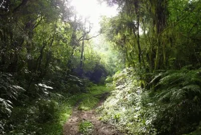 Bosque en la Provincia de TucumÃ¡n. Argentina