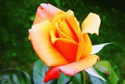rose orange