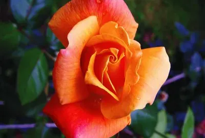 rose orange
