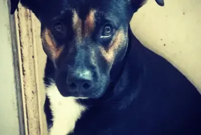 Los mejores amigos del ser humano, miradas que dicen mÃ¡s de mil palabras