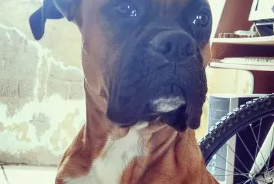 No le gustan las fotos