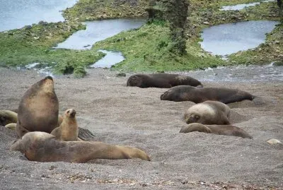 En la PenÃ­nsula de ValdÃ©s. Chubut. Argentina