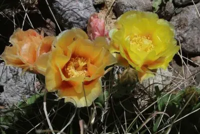 A la vera de la Ruta 144. Mendoza. Argentina