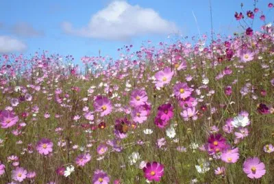 En Alpa Corral. CÃ³rdoba. Argentina