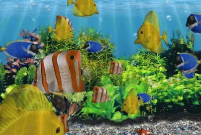 Peixes