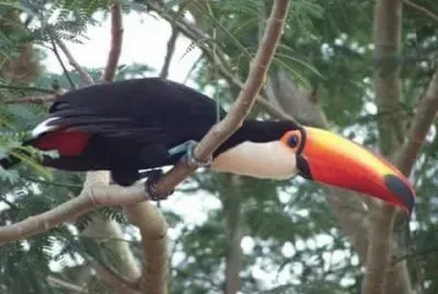 lindo,., jigsaw puzzle