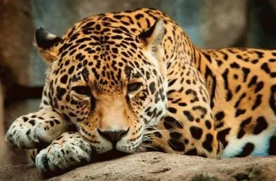 13- lindo