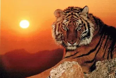14- lindo