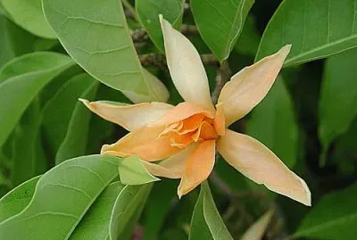 magnolia