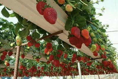 hanging fruit display