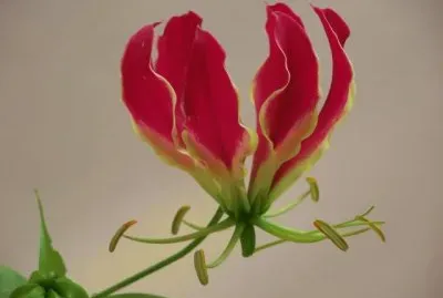 gloriosa