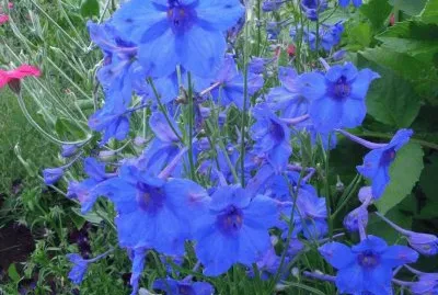 delphinium