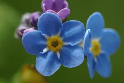 myosotis