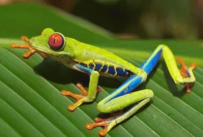Rana arboricola