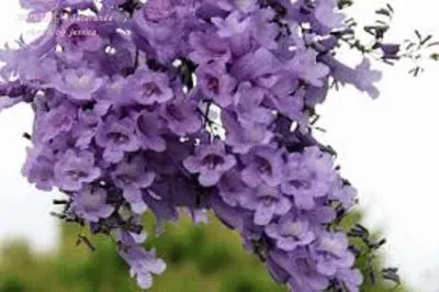 פאזל של ç´«è—¤