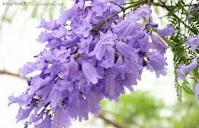 פאזל של ç´«è—¤