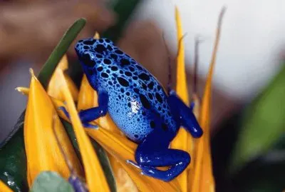 rana flecha azul jigsaw puzzle