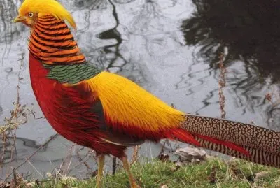 pÃ¡ssaro jigsaw puzzle