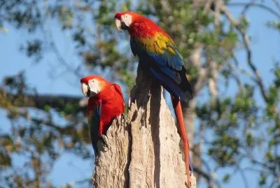 Araras Vermelhas jigsaw puzzle