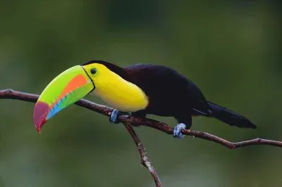 tucÃ¡n jigsaw puzzle