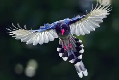 pajaros bellos