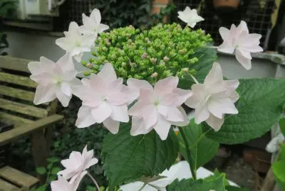 hydrangea HANABI