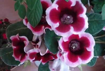 gloxinia