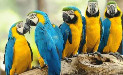 Araras Azuis jigsaw puzzle