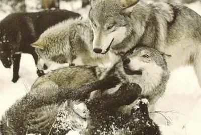 lobos jugando jigsaw puzzle