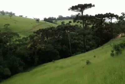 פאזל של Araucárias no meio do pasto
