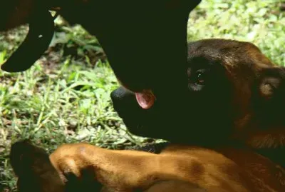 ovejero belga malinois jigsaw puzzle