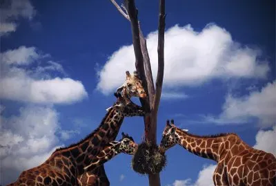 Girafas jigsaw puzzle